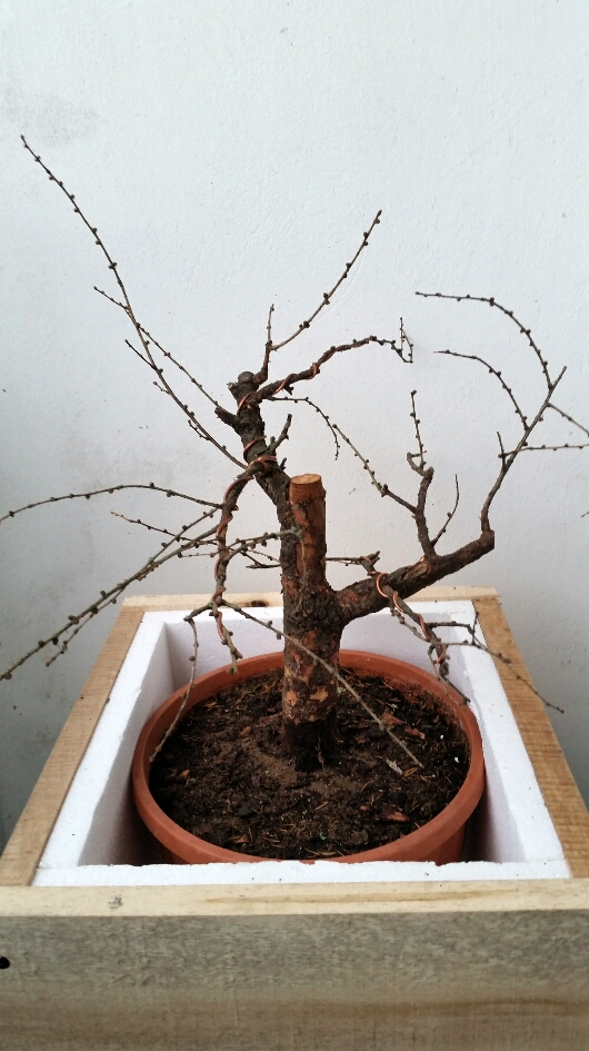 2015-12-13 11.48.19.jpg