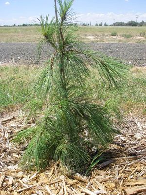 zdjęcie z: http://forumogrodniczeoaza.pl