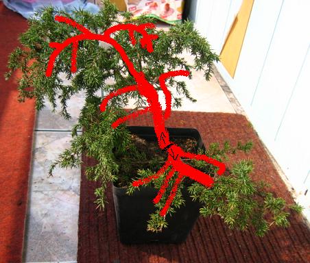 jak ukÂładajÂą sie gaÂłĂŞzie