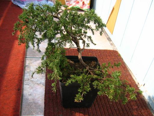 inne ujĂŞcie jaÂłowca.