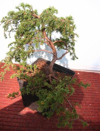 jaÂłowiec .. 13.04.2005r.