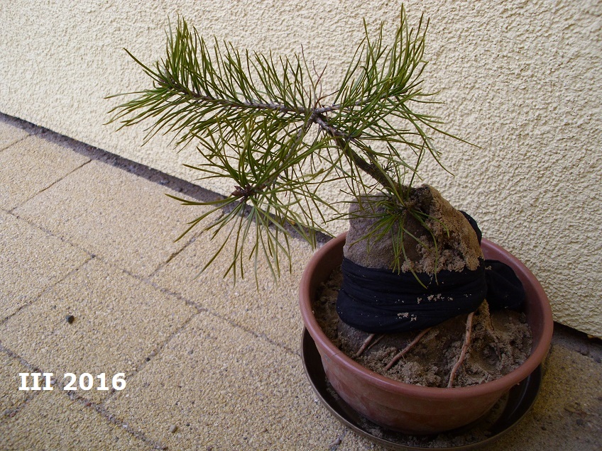 bonsai sosna na kamieniu 1.jpg