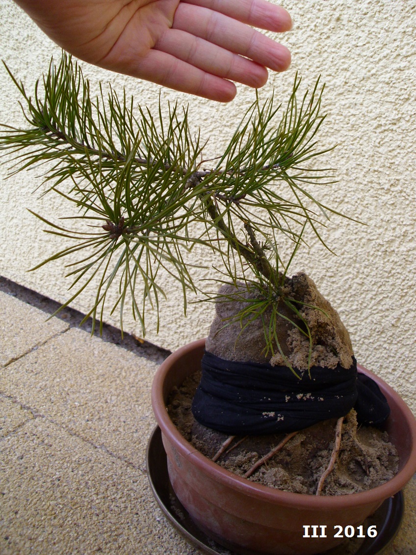 bonsai sosna na kamieniu 4.jpg