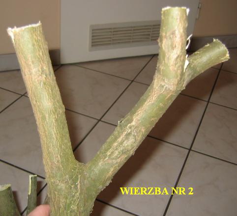 Wierzba nr 2 .. teÂż fajna ale czy przeÂżyje?
<br />
<br />13.04.2005r.