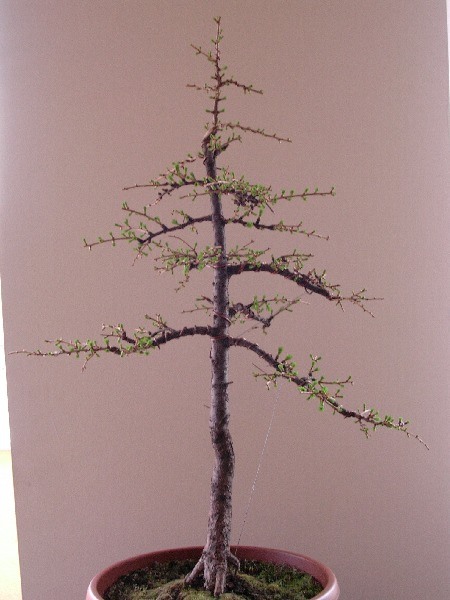 kwiecieĂą 2005
<br />wysokoÂśĂŚ (aktualna) 66cm