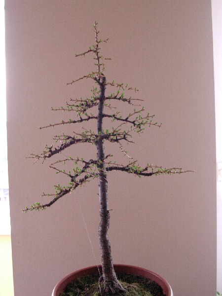 kwiecieĂą 2005
<br />...od tyÂłu