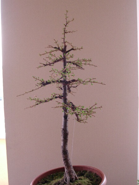 kwiecieĂą 2005
<br />...z lewej