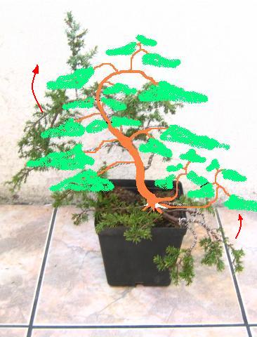 StrzaÂłki wskazuja kierunek "zagiĂŞcia" gaÂłĂŞzi. MoÂżliwe, Âże bĂŞdzie potrzebna rafia.