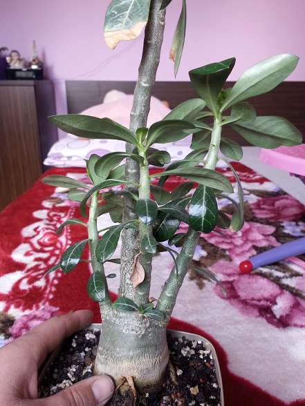 to adenium w 2015 r