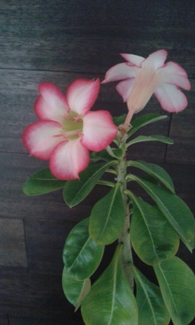 to adenium z mojego siewu ale u szwagierki taki kwitnie i jest wiele kolorów kwiatów