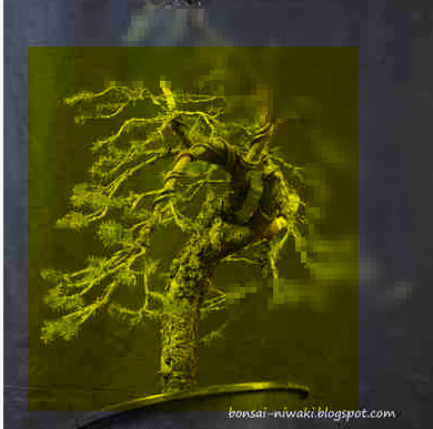 2017-01-12 11_50_06-świerk pospolity #3 - Forum poświęcone sztuce bonsai.png