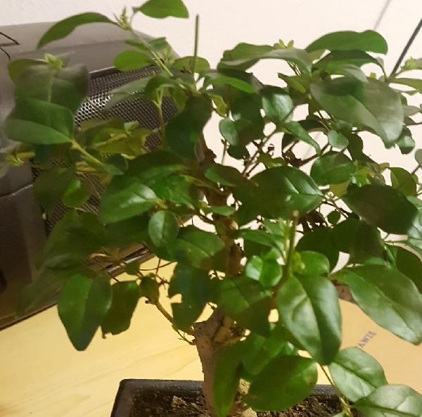 Bez tytułu (1).jpg