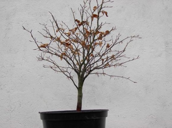 1buk przed przyciĂŞciem.jpg