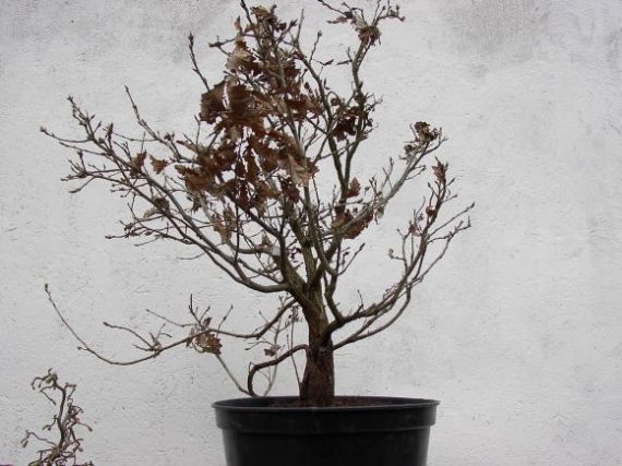 dÂąb po skrĂłceniu korony ale przed przyciĂŞciem galezi.jpg