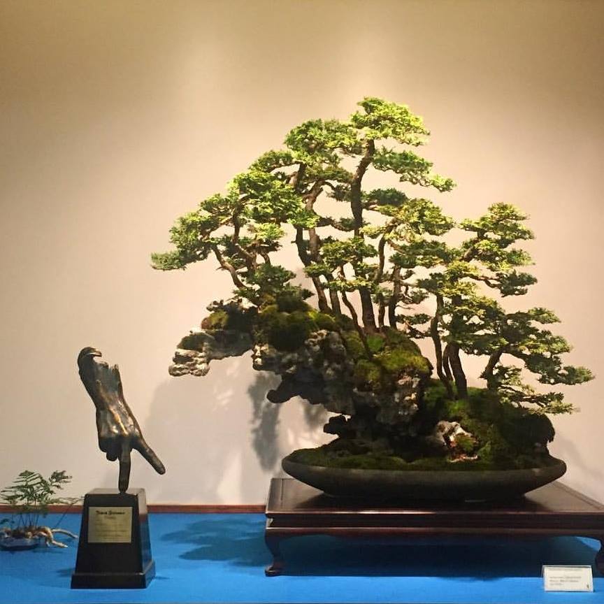 Nagroda Black Scissors , Cyprys Hinoki