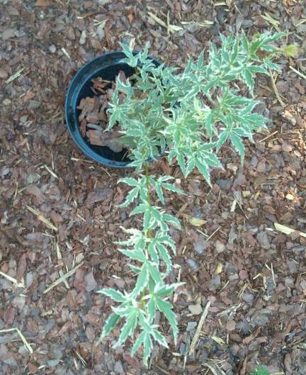 To właśnie ta sadzonka