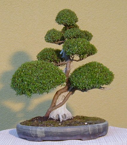 Myrtus communis55cm.jpg