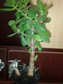 20170709_185612 (1).jpg