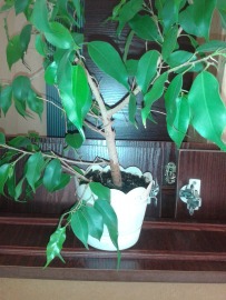 20170709_184742 (1).jpg