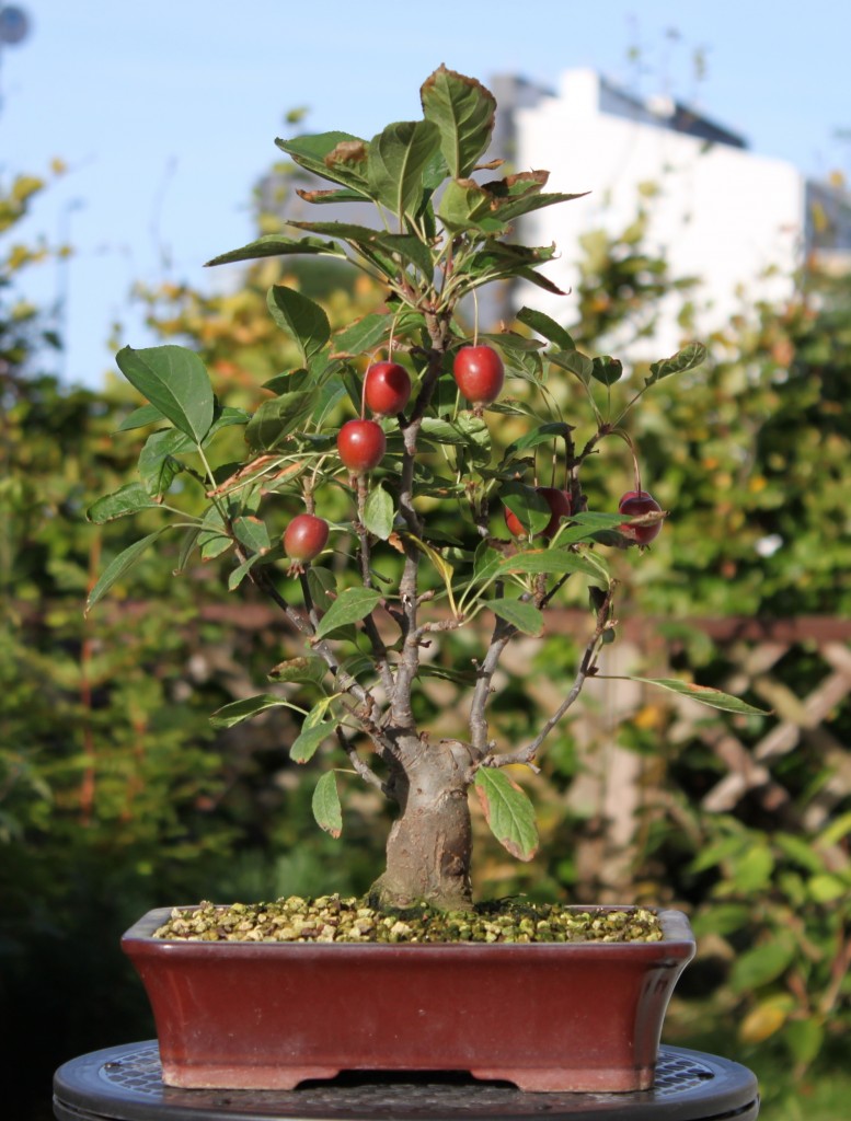 malus sieboldii.jpeg