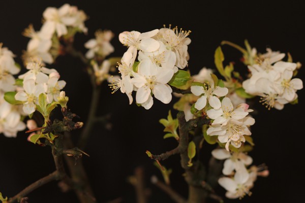Pierwsza kwitnąca jabłonka w Polsce ;)