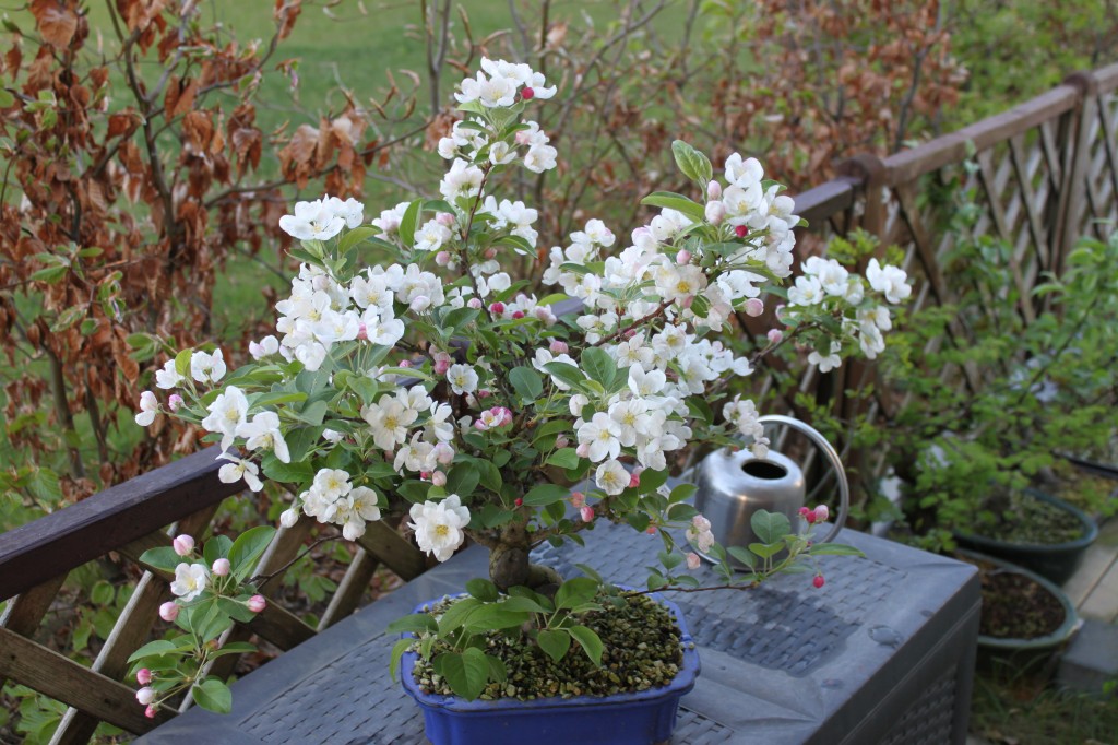 IMG_6961.jak-zmniejszyc-fotke_pl (1).jpeg