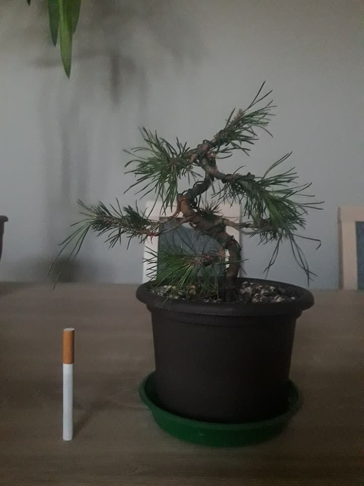 po drutowaniu bez flesza