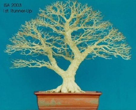 Writhia religiosa1.jpg