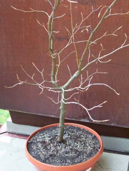 buk 1 przed ciĂŞciem 2.jpg