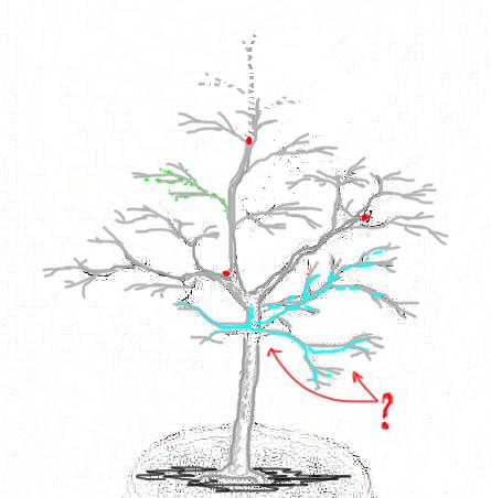 dalsza wariacja z przyciĂŞciem wierzchoÂłka...