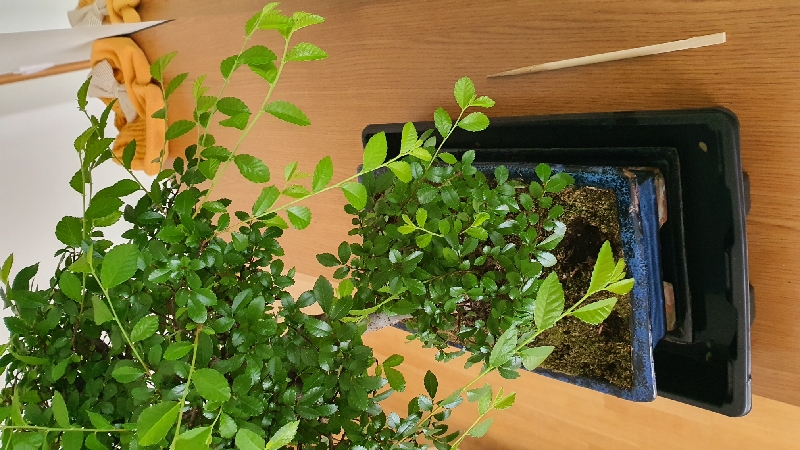 Przycinać nowe gałązki?