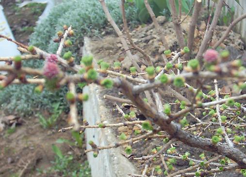 Mozna zobaczyc jak maÂłe sa kwiaty.Praktycznie nie wieksze niz lekko rozwiniete pÂączki modrzewia.