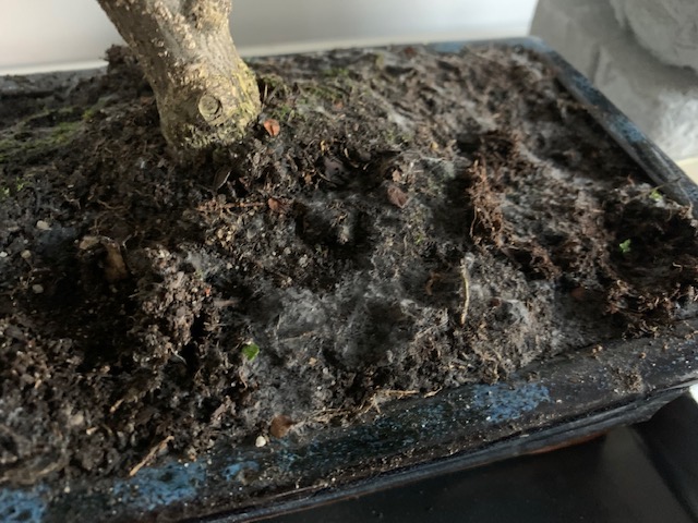 biały nalot na ziemi