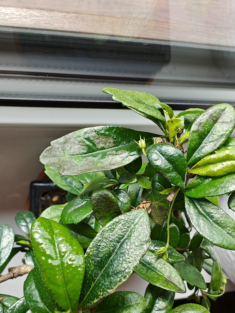 IMG20240405084523 (1) (1).jpg