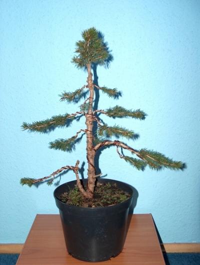 po pierwszym ciĂŞciu i drutowaniu