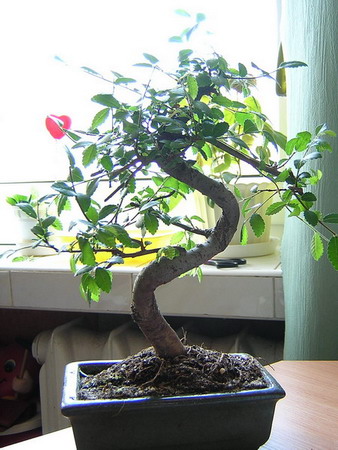 Zelkova Ulmus Parvifolia