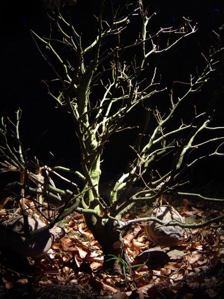 Gdyby nie te liÂście na dole to zdjĂŞcia wygladajÂą jakby byl juÂż "w pomieszczeniu"  :-)