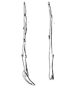 Rys.1. Dwa sposoby obcinania pĂŞdĂłw na sadzonkĂŞ