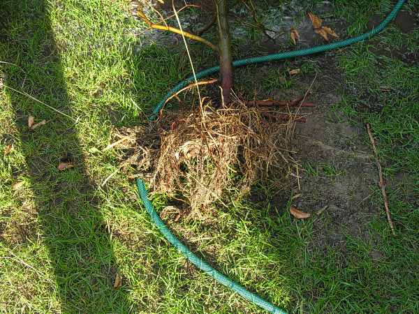 bryÂła korzeniowa po przyciĂŞciu i oczyszczeniu