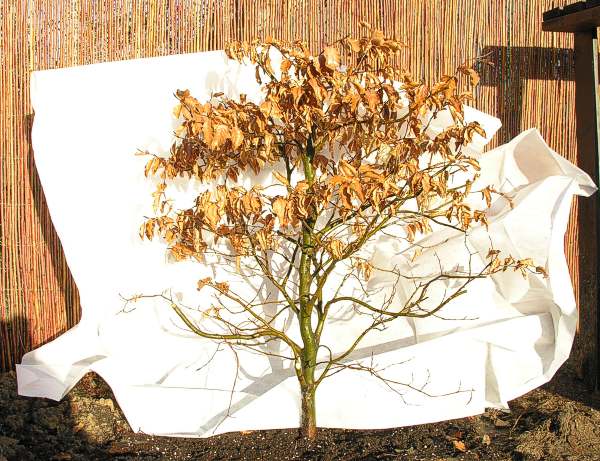 Po posadzeniu i przyciĂŞciu