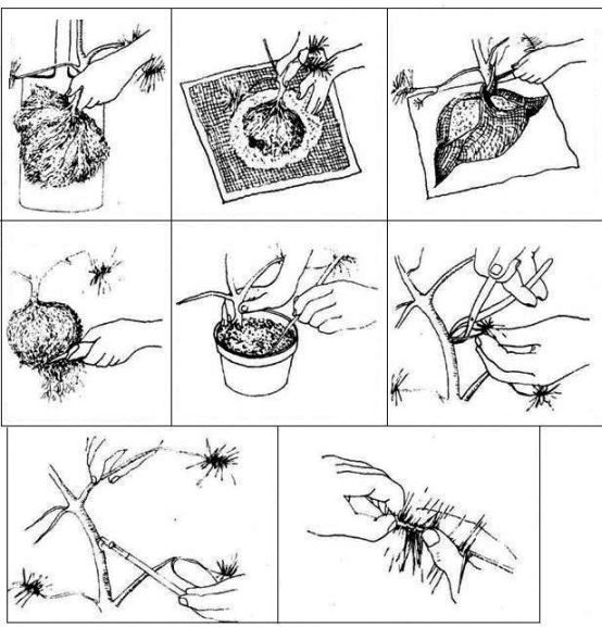 Rys. 1. Kolejne etapy postĂŞpowania z dzikÂą siewkÂą sosny (omĂłwione w tekÂście).