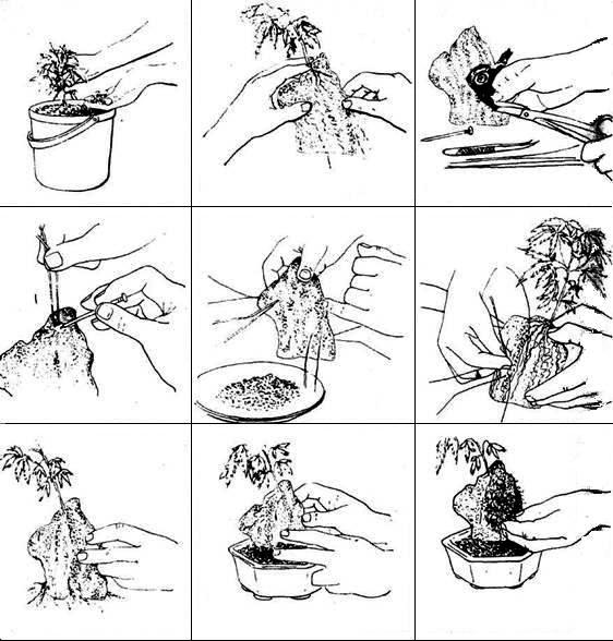 Rys. 2 Procedura sadzenia klonu w skale.