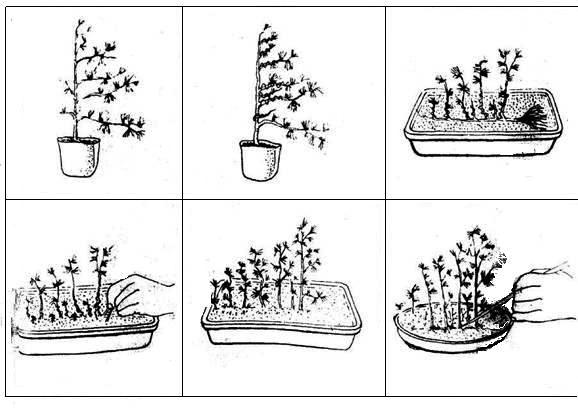 Rys. 3 Tak powstaje zagajnik z jednego pnia.