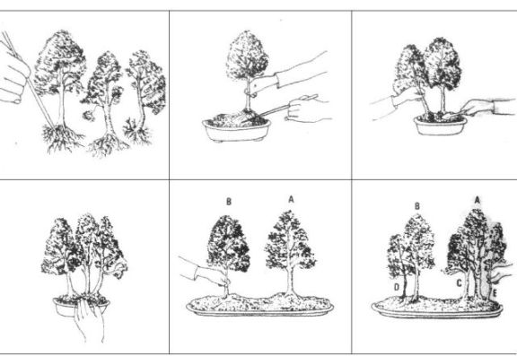 Rys. 4  Sadzenie grupowe.