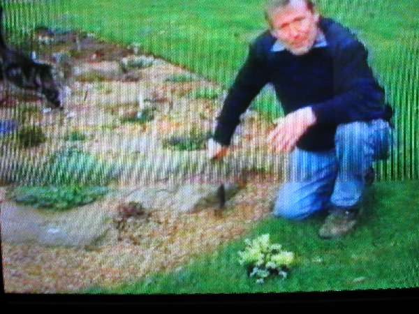 Kamienie przygotowane, roÂśliny zakupione - sadzimy