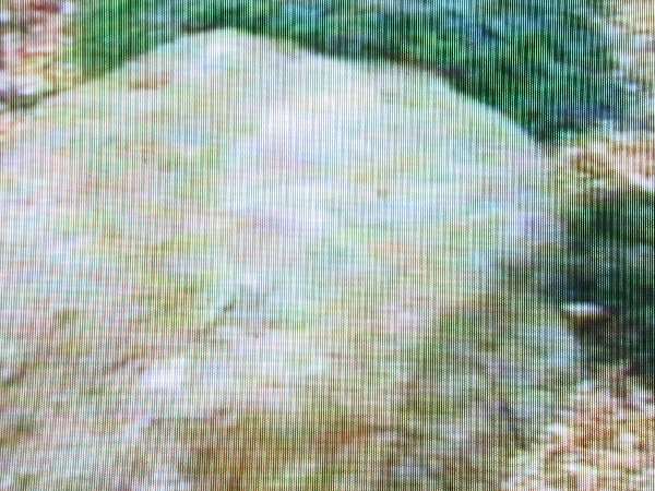 zbliÂżenie pojedyĂączego gÂłazu