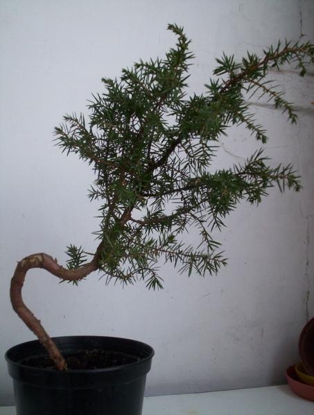 W miejscach gdzie jest popĂŞkana kora zamierzam zrobiĂŚ shari.