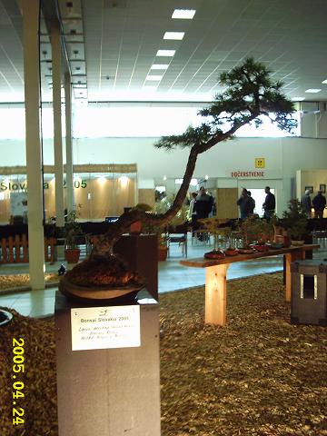 Bunjin z modrzewia - Tomasza Rolnego tez zajmowaÂł kawaÂłek przestrzeni.