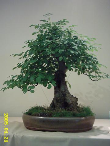 Druid - Roberta BÂłÂądka tez przywedrowaÂł