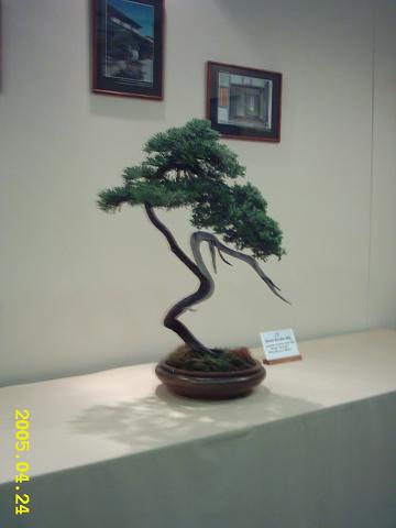 Czpla - WÂłodka Pietraszko tez przyleciaÂła na wystawe